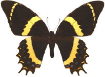 schmetterling0270129.jpg