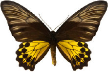 schmetterling027061.jpg