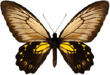 schmetterling027062.jpg