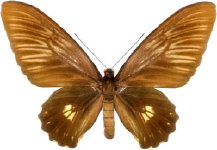 schmetterling027064.jpg