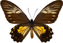 schmetterling027065.jpg