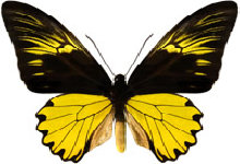 schmetterling027066.jpg