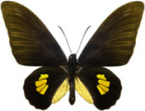 schmetterling027068.jpg