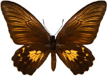 schmetterling027069.jpg
