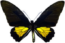 schmetterling027070.jpg