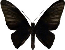 schmetterling027071.jpg
