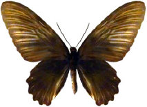 schmetterling027072.jpg