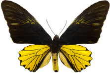 schmetterling027073.jpg