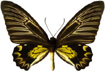 schmetterling027074.jpg
