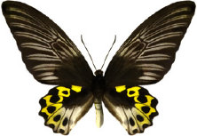 schmetterling027075.jpg