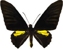 schmetterling027076.jpg