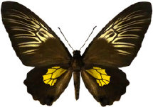 schmetterling027077.jpg