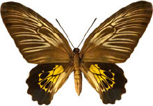 schmetterling027078.jpg
