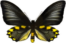 schmetterling027079.jpg