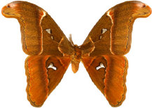 schmetterling027080.jpg