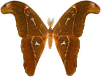 schmetterling027081.jpg