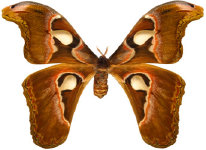schmetterling027082.jpg