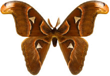 schmetterling027083.jpg