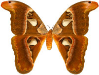 schmetterling027084.jpg