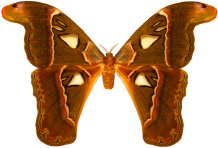 schmetterling027085.jpg