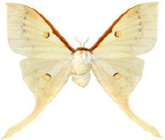 schmetterling027086.jpg