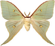 schmetterling027087.jpg