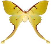 schmetterling027089.jpg