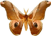 schmetterling027090.jpg