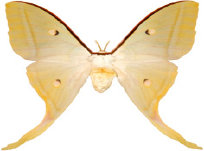 schmetterling027092.jpg