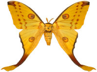 schmetterling027094.jpg