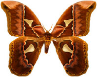 schmetterling027095.jpg