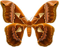 schmetterling027096.jpg