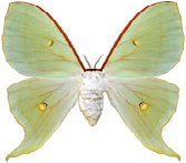 schmetterling027097.jpg