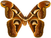 schmetterling027098.jpg