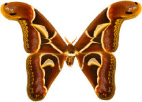 schmetterling027099.jpg