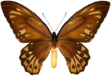 schmetterling0280100.jpg