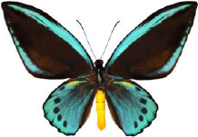 schmetterling0280101.jpg