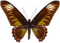 schmetterling0280102.jpg