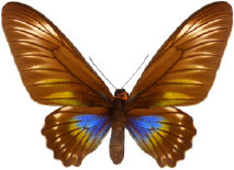schmetterling0280103.jpg