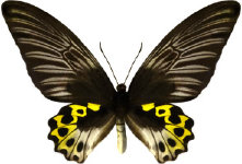 schmetterling0280104.jpg