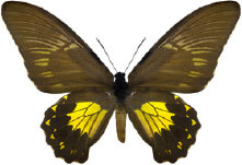schmetterling0280105.jpg