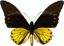 schmetterling0280106.jpg