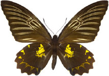 schmetterling0280107.jpg