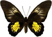 schmetterling0280109.jpg