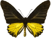 schmetterling0280110.jpg