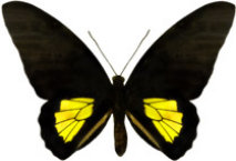 schmetterling0280111.jpg