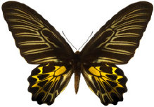 schmetterling0280112.jpg