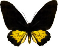 schmetterling0280113.jpg