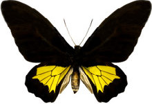 schmetterling0280114.jpg