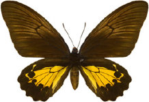 schmetterling0280115.jpg